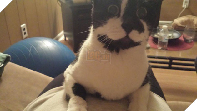 Khoảnh khắc yêu đến lịm tim khi thú cưng “làm nũng” với mẹ bầu vì ghen tị với em bé sắp chào đời - Ảnh 12.