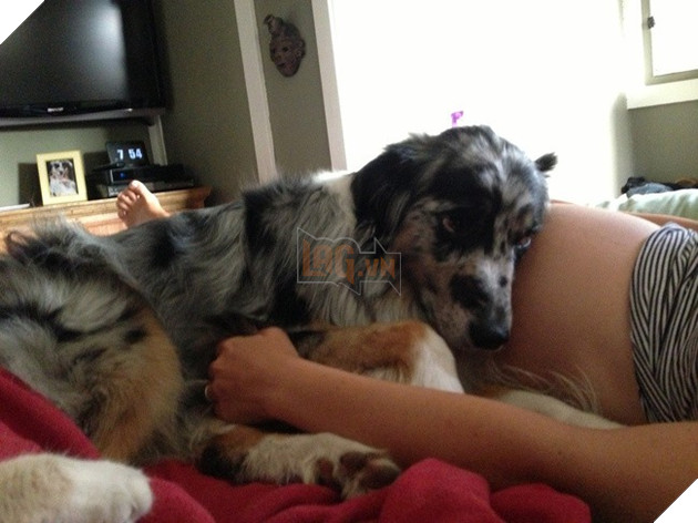 Khoảnh khắc yêu đến lịm tim khi thú cưng “làm nũng” với mẹ bầu vì ghen tị với em bé sắp chào đời - Ảnh 13.