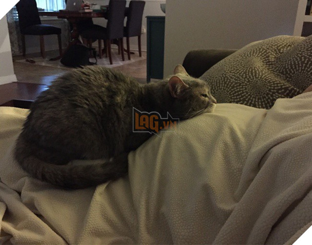 Khoảnh khắc yêu đến lịm tim khi thú cưng “làm nũng” với mẹ bầu vì ghen tị với em bé sắp chào đời - Ảnh 15.