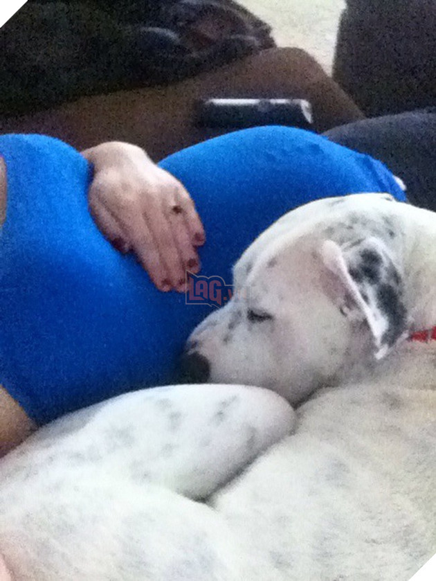 Khoảnh khắc yêu đến lịm tim khi thú cưng “làm nũng” với mẹ bầu vì ghen tị với em bé sắp chào đời - Ảnh 16.