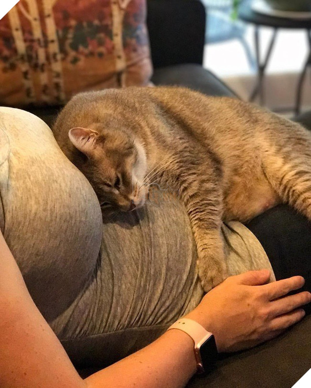 Khoảnh khắc yêu đến lịm tim khi thú cưng “làm nũng” với mẹ bầu vì ghen tị với em bé sắp chào đời - Ảnh 17.