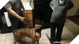 Khoảnh khắc yêu đến lịm tim khi thú cưng “làm nũng” với mẹ bầu vì ghen tị với em bé sắp chào đời - Ảnh 18.