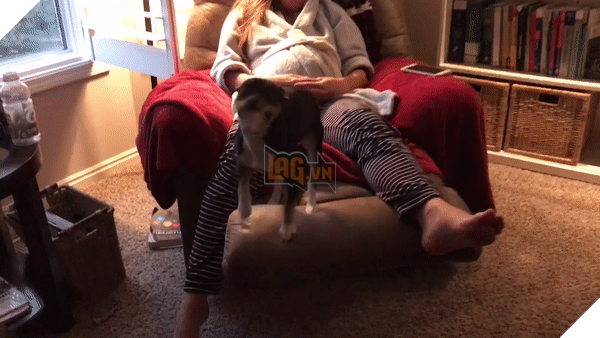 Khoảnh khắc yêu đến lịm tim khi thú cưng “làm nũng” với mẹ bầu vì ghen tị với em bé sắp chào đời - Ảnh 19.