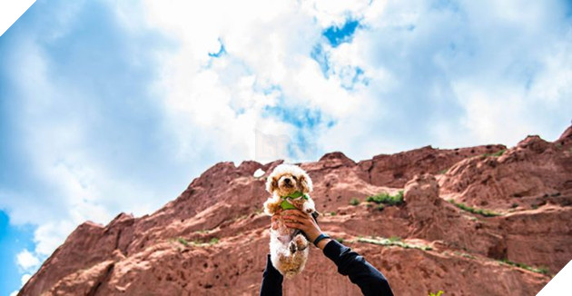 Hạnh phúc ngọt ngào dành cho chú chó mất chân sau 10 năm lang thang cơ nhỡ 10