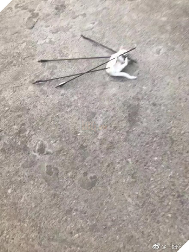 Trung Quốc: Sinh viên dùng cung tên bắn chết mèo, cả trường phẫn nộ đòi đuổi học 4