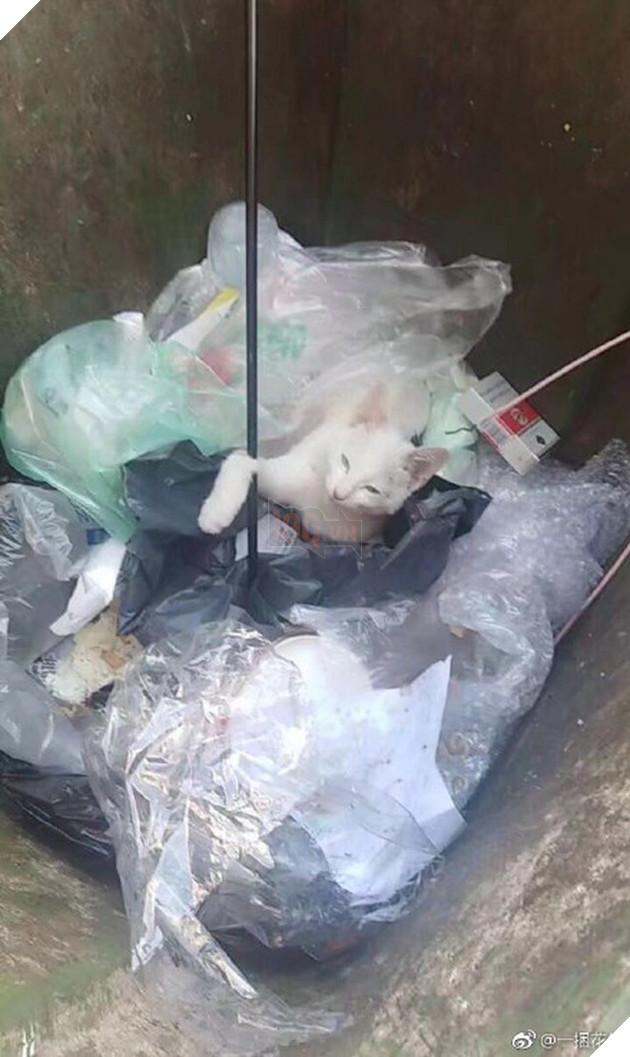 Trung Quốc: Sinh viên dùng cung tên bắn chết mèo, cả trường phẫn nộ đòi đuổi học 3