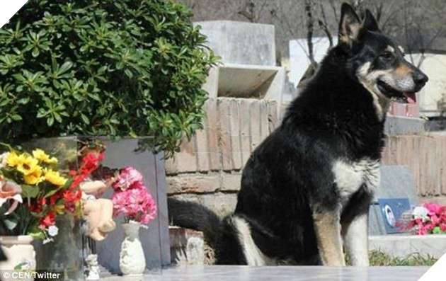 Cảm động rơi nước mắt trước câu chuyện chú chó xin hoa trắng đi viếng mộ chủ