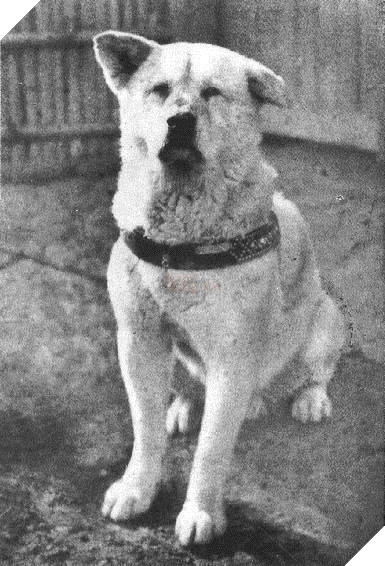 
Chú chó Hachiko trung thành nổi tiếng của Nhật Bản.