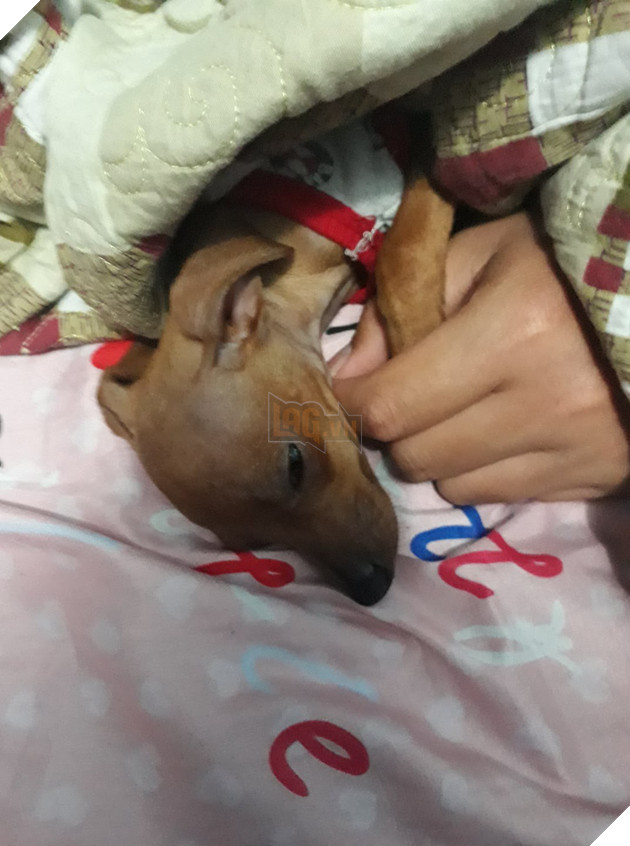 Chùm ảnh: Nỗi lòng các cô gái bị lũ boss công khai giựt chồng - Ảnh 4.