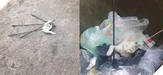 Trung Quốc: Sinh viên dùng cung tên bắn chết mèo, cả trường phẫn nộ đòi đuổi học