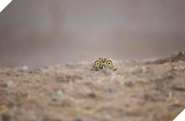 nintchdbpict000433217208