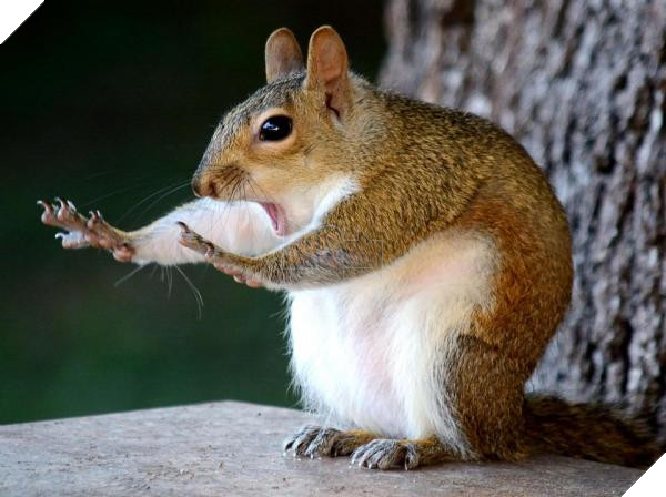 nintchdbpict000433217216