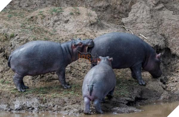 nintchdbpict000433217247