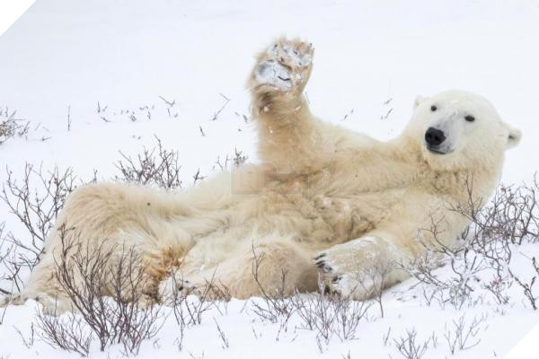 nintchdbpict000433217283