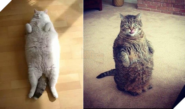 19 chú mèo béo mũm mĩm đến mức ‘nếu cuộn tròn sẽ như một trái banh’