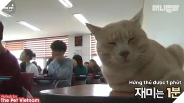 Góc đáng yêu: Sen có thích 'bạn cùng lớp' với mình là một 'hoàng thượng' mèo không?