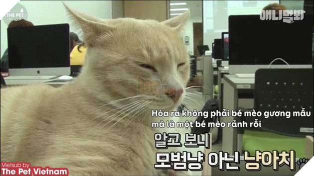 Góc đáng yêu: Sen có thích 'bạn cùng lớp' với mình là một 'hoàng thượng' mèo không?