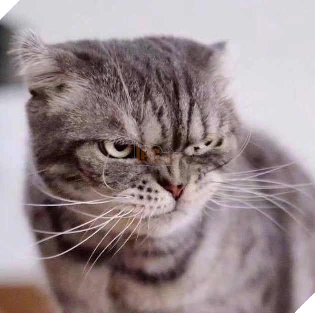 Boss mèo bỗng nổi tiếng MXH vì gương mặt cau có khó ở chẳng ai bằng - Ảnh 2.