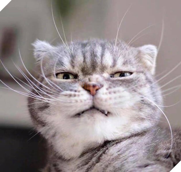 Boss mèo bỗng nổi tiếng MXH vì gương mặt cau có khó ở chẳng ai bằng - Ảnh 3.