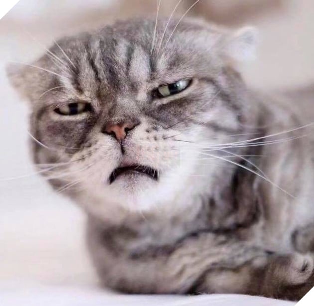 Boss mèo bỗng nổi tiếng MXH vì gương mặt cau có khó ở chẳng ai bằng - Ảnh 4.