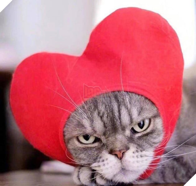 Boss mèo bỗng nổi tiếng MXH vì gương mặt cau có khó ở chẳng ai bằng - Ảnh 6.