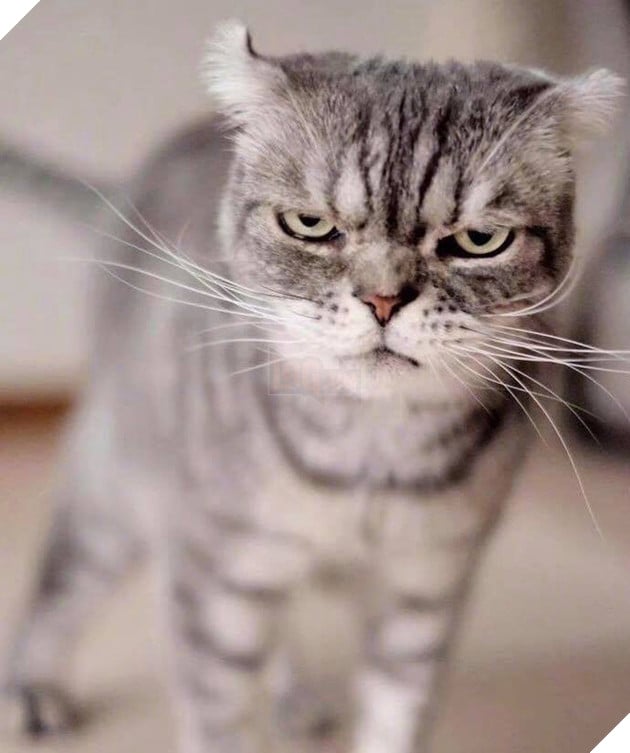 Boss mèo bỗng nổi tiếng MXH vì gương mặt cau có khó ở chẳng ai bằng - Ảnh 9.