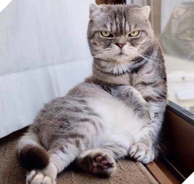 Boss mèo bỗng nổi tiếng MXH vì gương mặt cau có khó ở chẳng ai bằng - Ảnh 1.