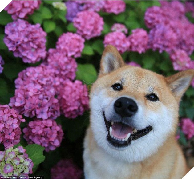 14 lý do chứng minh người yêu có thể không có nhưng chó nhất định phải có một con - Ảnh 5.