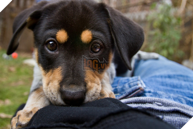 14 lý do chứng minh người yêu có thể không có nhưng chó nhất định phải có một con - Ảnh 4.