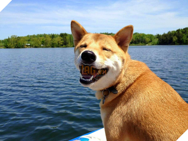 14 lý do chứng minh người yêu có thể không có nhưng chó nhất định phải có một con - Ảnh 11.