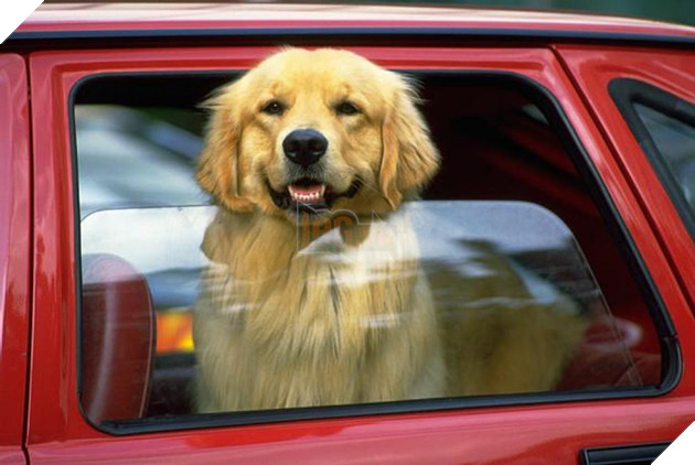 14 lý do chứng minh người yêu có thể không có nhưng chó nhất định phải có một con - Ảnh 3.