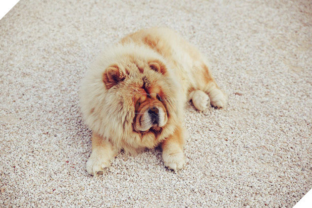 14 lý do chứng minh người yêu có thể không có nhưng chó nhất định phải có một con - Ảnh 1.