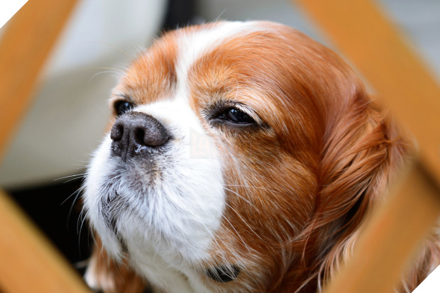 14 lý do chứng minh người yêu có thể không có nhưng chó nhất định phải có một con - Ảnh 14.