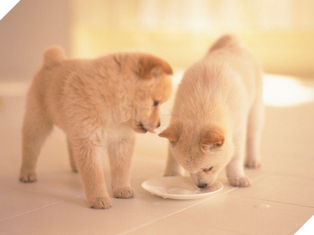 14 lý do chứng minh người yêu có thể không có nhưng chó nhất định phải có một con - Ảnh 12.