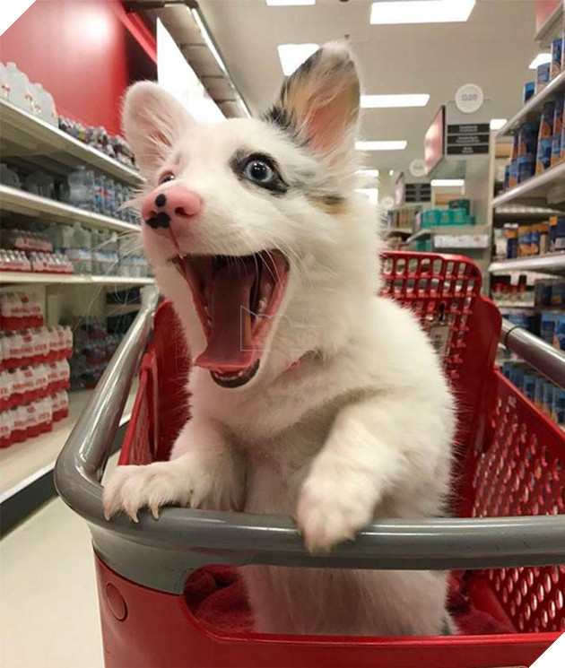 Biểu cảm siêu đáng yêu của chú chó Corgi lần đầu tiên được đi siêu thị 2