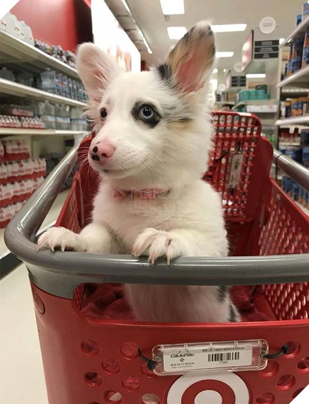 Biểu cảm siêu đáng yêu của chú chó Corgi lần đầu tiên được đi siêu thị 4
