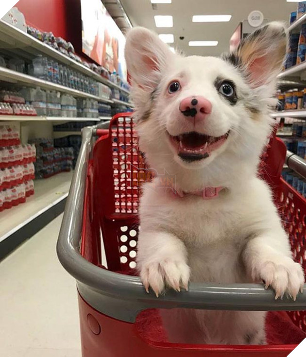 Biểu cảm siêu đáng yêu của chú chó Corgi lần đầu tiên được đi siêu thị 5