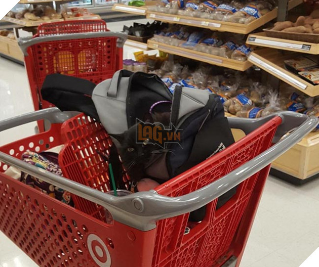 Biểu cảm siêu đáng yêu của chú chó Corgi lần đầu tiên được đi siêu thị 6