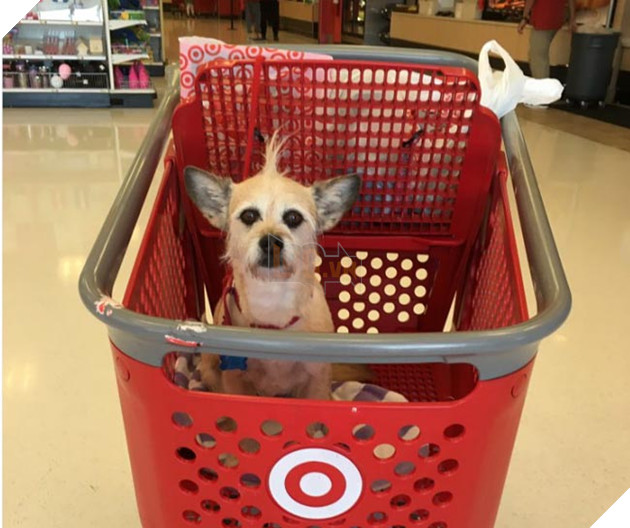 Biểu cảm siêu đáng yêu của chú chó Corgi lần đầu tiên được đi siêu thị 7