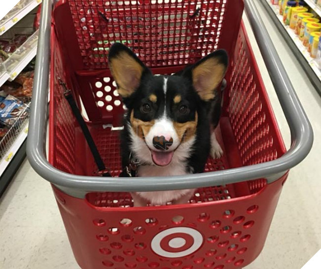 Biểu cảm siêu đáng yêu của chú chó Corgi lần đầu tiên được đi siêu thị 8