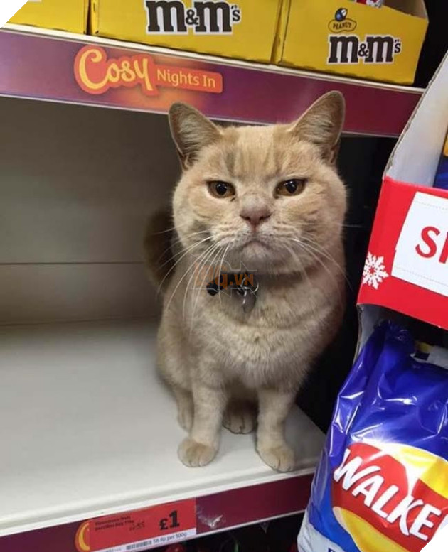 Biểu cảm siêu đáng yêu của chú chó Corgi lần đầu tiên được đi siêu thị 9