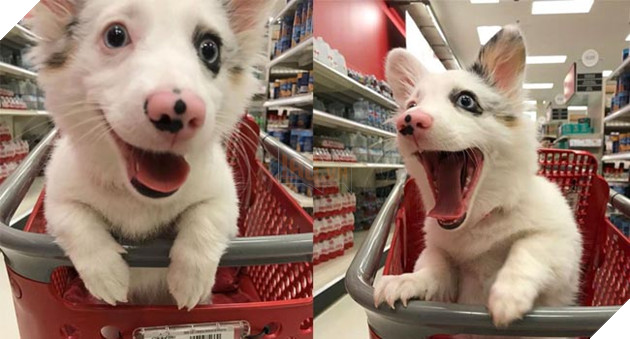 Biểu cảm siêu đáng yêu của chú chó Corgi lần đầu tiên được đi siêu thị