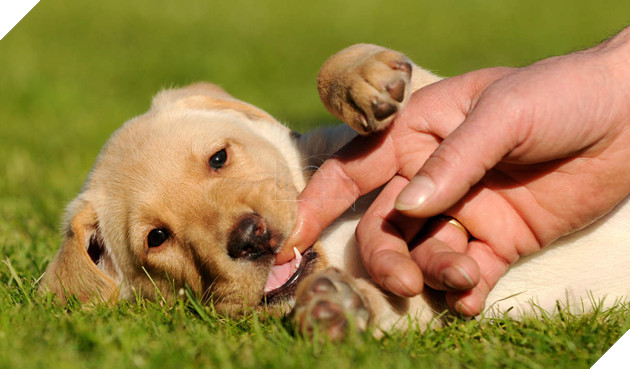 14 lý do chứng minh người yêu có thể không có nhưng chó nhất định phải có một con - Ảnh 9.
