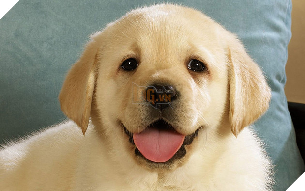 14 lý do chứng minh người yêu có thể không có nhưng chó nhất định phải có một con - Ảnh 10.