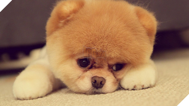 14 lý do chứng minh người yêu có thể không có nhưng chó nhất định phải có một con - Ảnh 8.