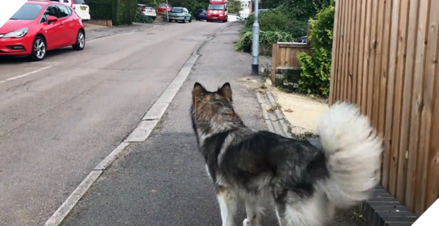 Góc đáng yêu: Mê ăn kem, chú chó Alaska quyết tâm chờ xe kem đến để mua mỗi ngày