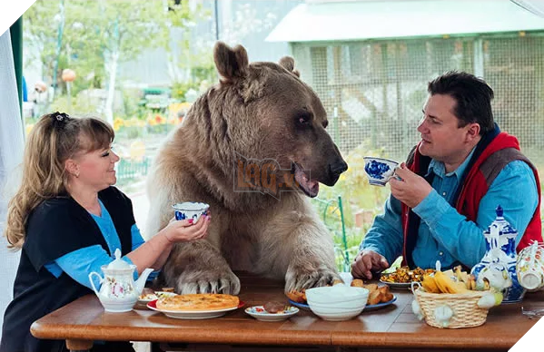 
Cặp vợ chồng này đã nhận nuôi Stepan 25 năm trước, và giờ họ vẫn sống với nhau khiến nhiều người đùa rằng gấu Stepan hơi giống...ăn bám rồi đó!