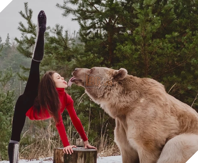 Bị 'chỉ trích' 'ăn bám' ba mẹ nuôi, chú gấu quyết tâm đi làm người mẫu kiếm tiền 'khẳng định bản thâ