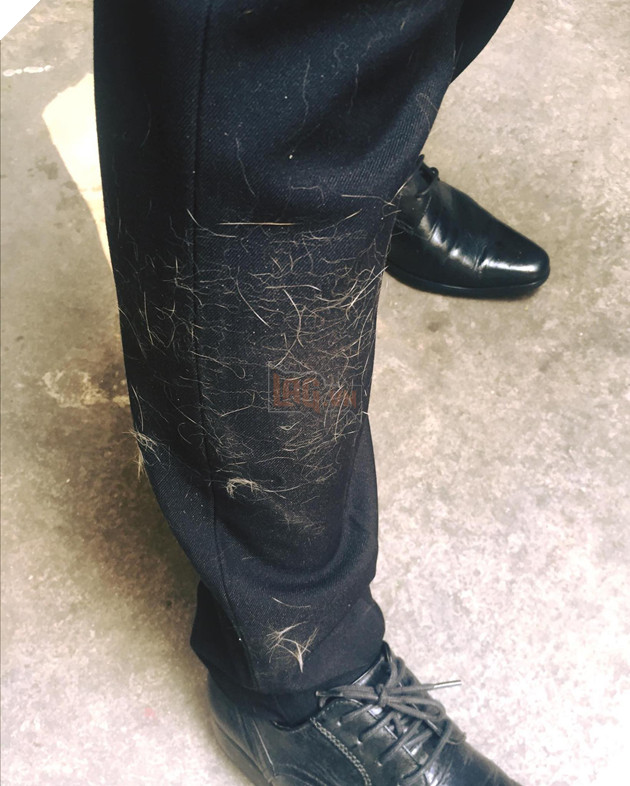 Ai thấu nổi của đau của người nuôi mèo khi sáng nào cũng đi làm muộn 2