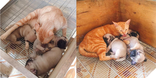 Quá buồn vì mất con nên mèo mẹ lén sang chăm sóc 3 chú chó con cho đỡ nhớ